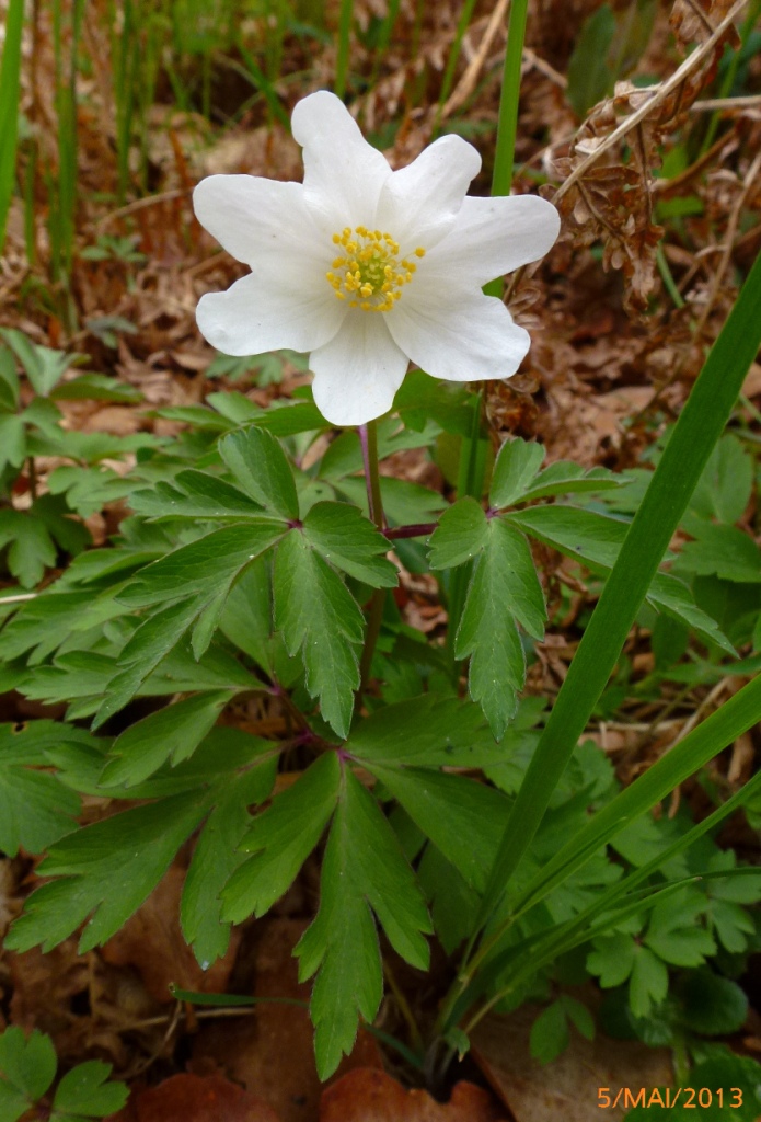 2013-05-05-Zones Humides au carrefour des Bourbiers